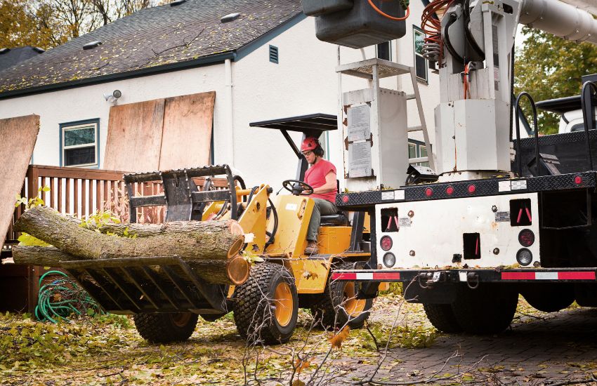 residential tree removal